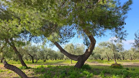 Foto 5 von Country house zum Verkauf in Marchena, Sevilla