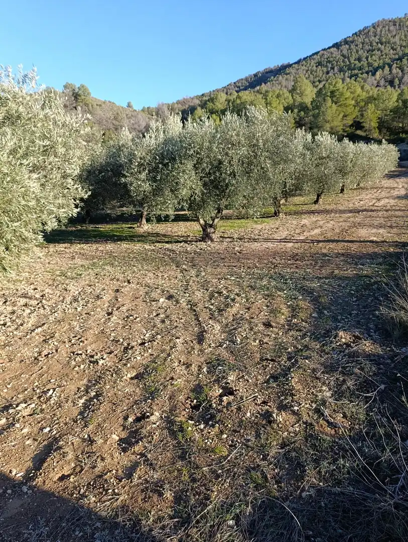 Terrenys i solars en venda a Bullas