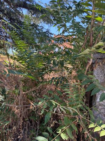 Terreno residencial en Venta en Calle Becerril en Cerceda