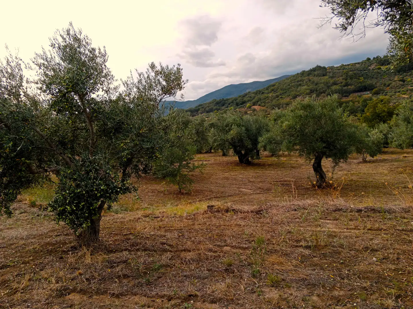 Terreni e lotti in vendita a Barrado, imagen 7