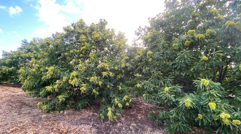 Finca de castaños en la sierra de El Torno 8.300 m2 . 💰 Precio 45.000 €, immagine 5