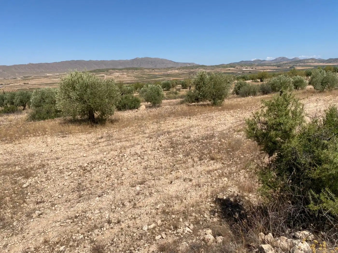 Rustikales Grundstück zum Verkauf in Jumilla, imagen 5