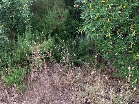 Land for sale in Alcolea del Río