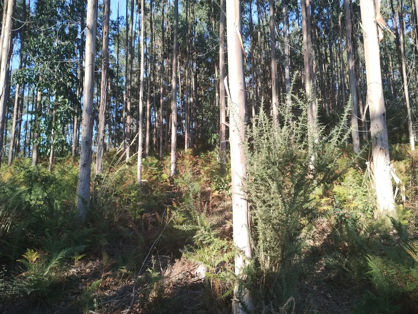 Rural land for sale in Neda, imagen 6