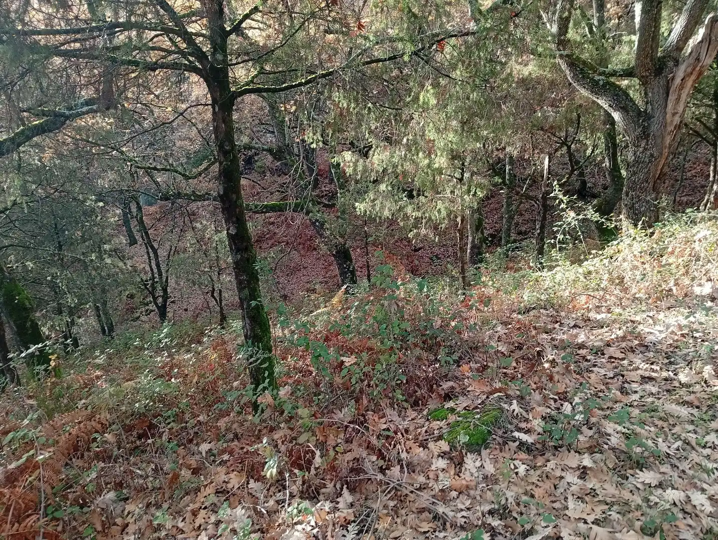 Terreni e lotti in vendita a Villanueva de la Vera, imagen 6