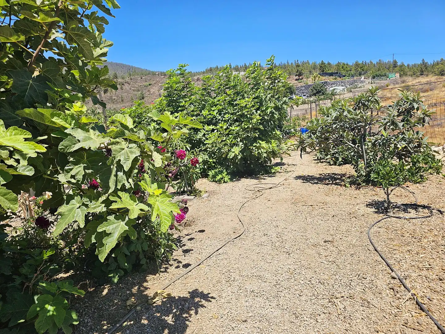 Jardí de Finca rústica en venda en Granadilla de Abona
