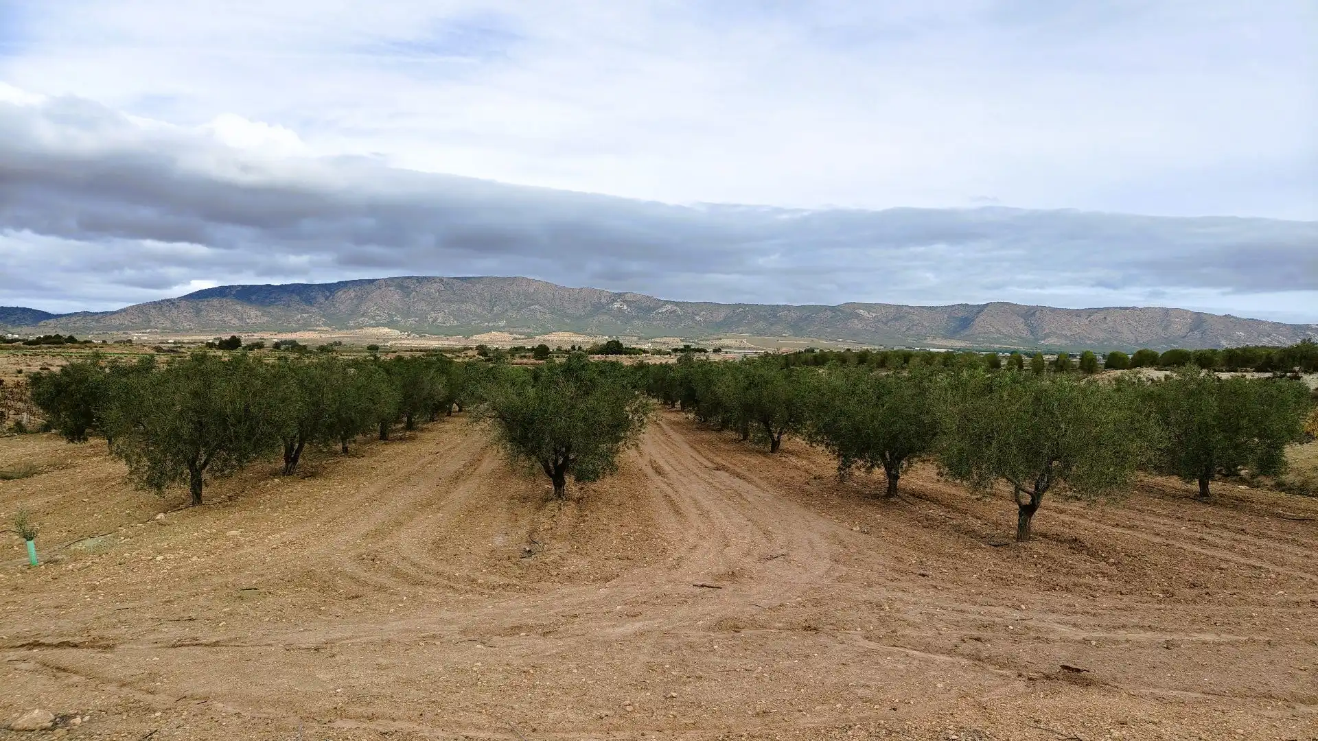 Terreno rústico en venta en Monóvar  / Monòver