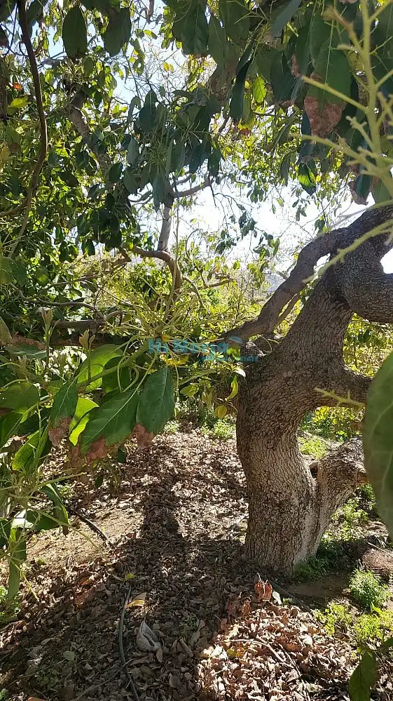 Terreni e lotti in vendita a Almuñecar centro, imagen 14