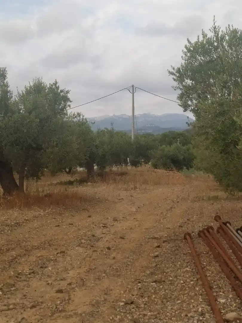 Terreny rústic en venda a Montbrió del Camp, imagen 6