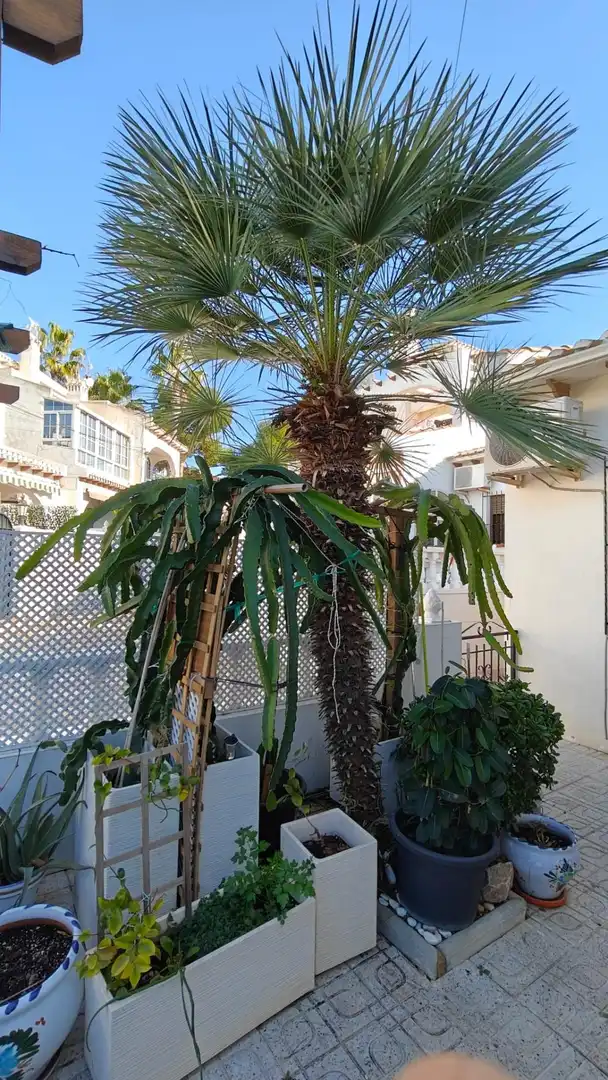 Jardín de Casa o chalet en venta en Nueva Torrevieja - Aguas Nuevas