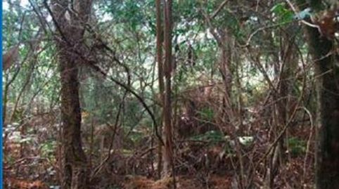 Photo 2 of Land for sale in Oleiros, Ribeira