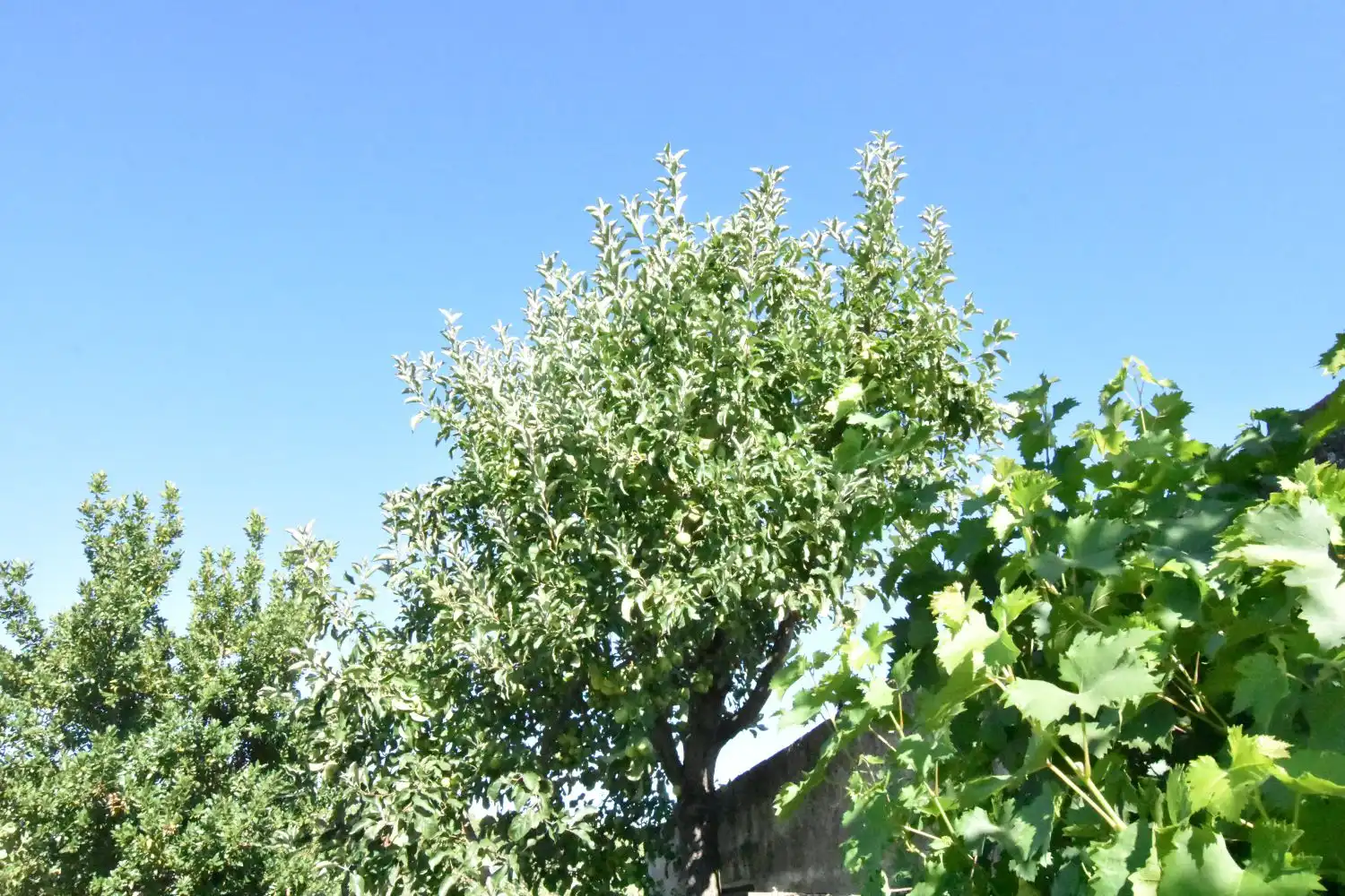 Jardín de Finca rústica en venta en Ciudad Rodrigo