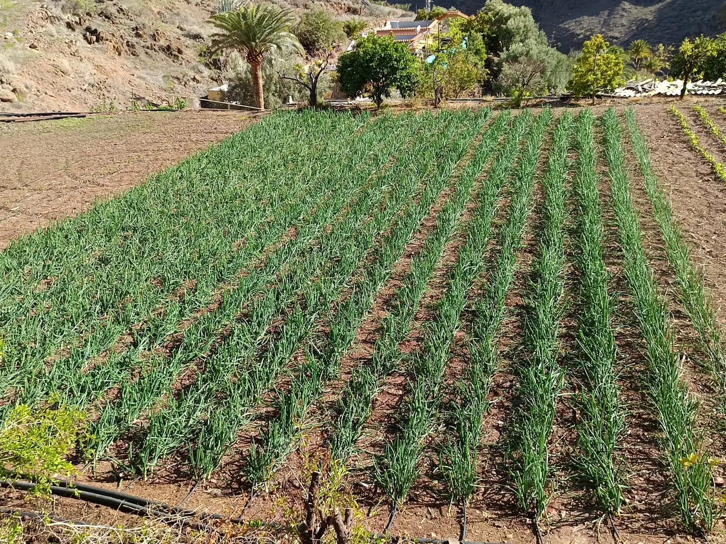 Casa o xalet en venda en Santa Lucía de Tirajana amb Calefacció, Jardí privat i Rentadora