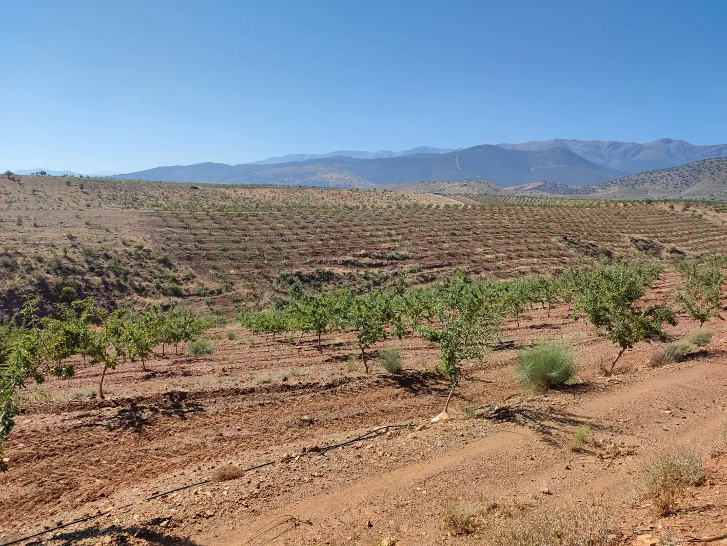 Land for sale in Huéneja