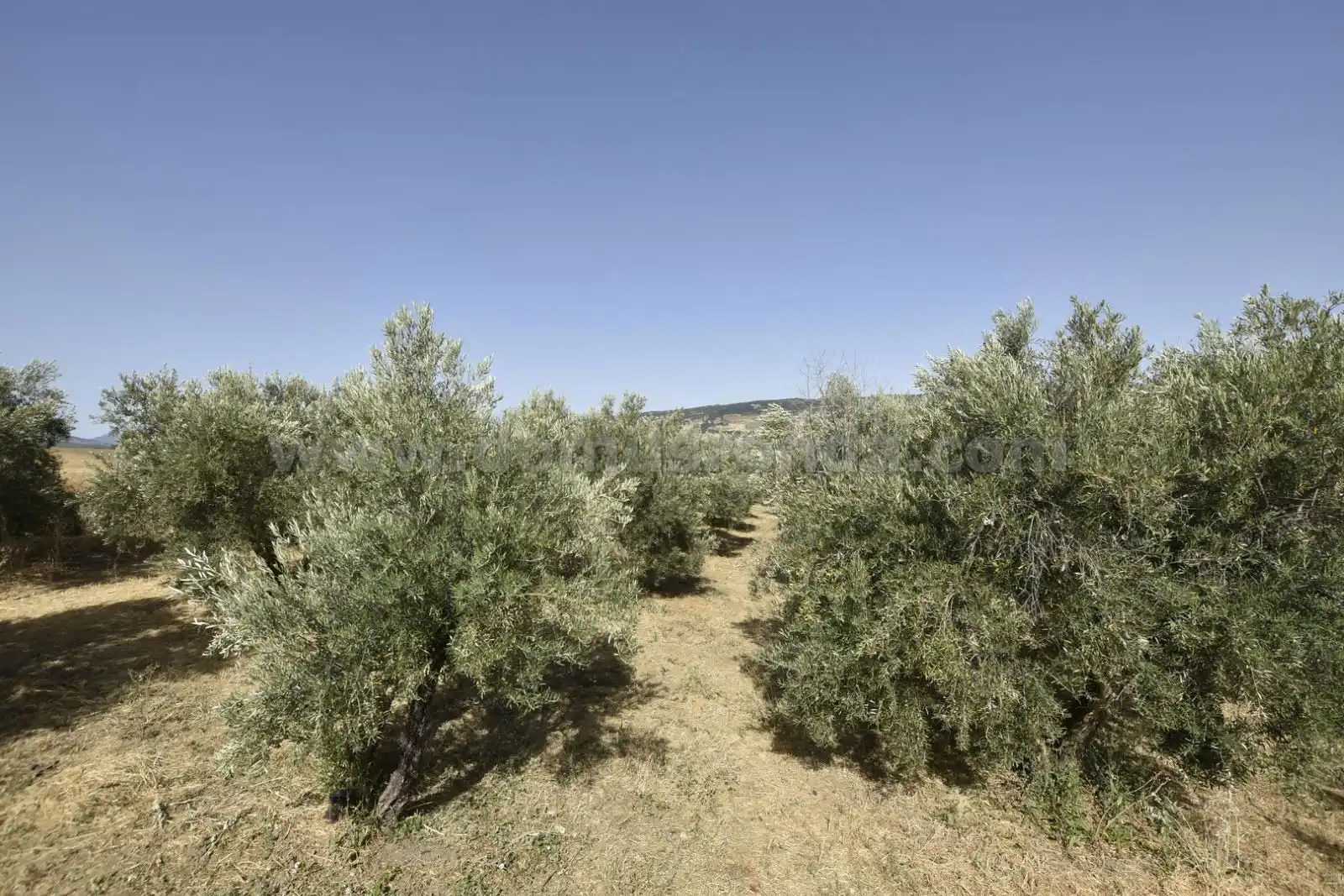 Casa rústica con terraza en venta en Arriate, imagen 15