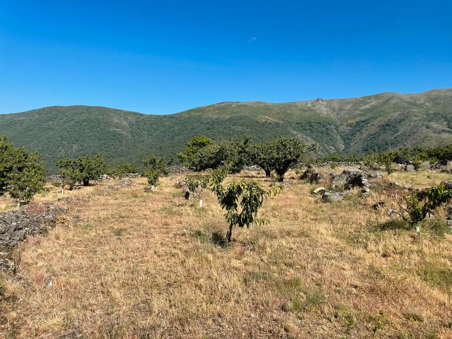 Terreni e lotti in vendita a Garganta la Olla, imagen 6