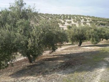 Terreny rústic en venda a Torredelcampo