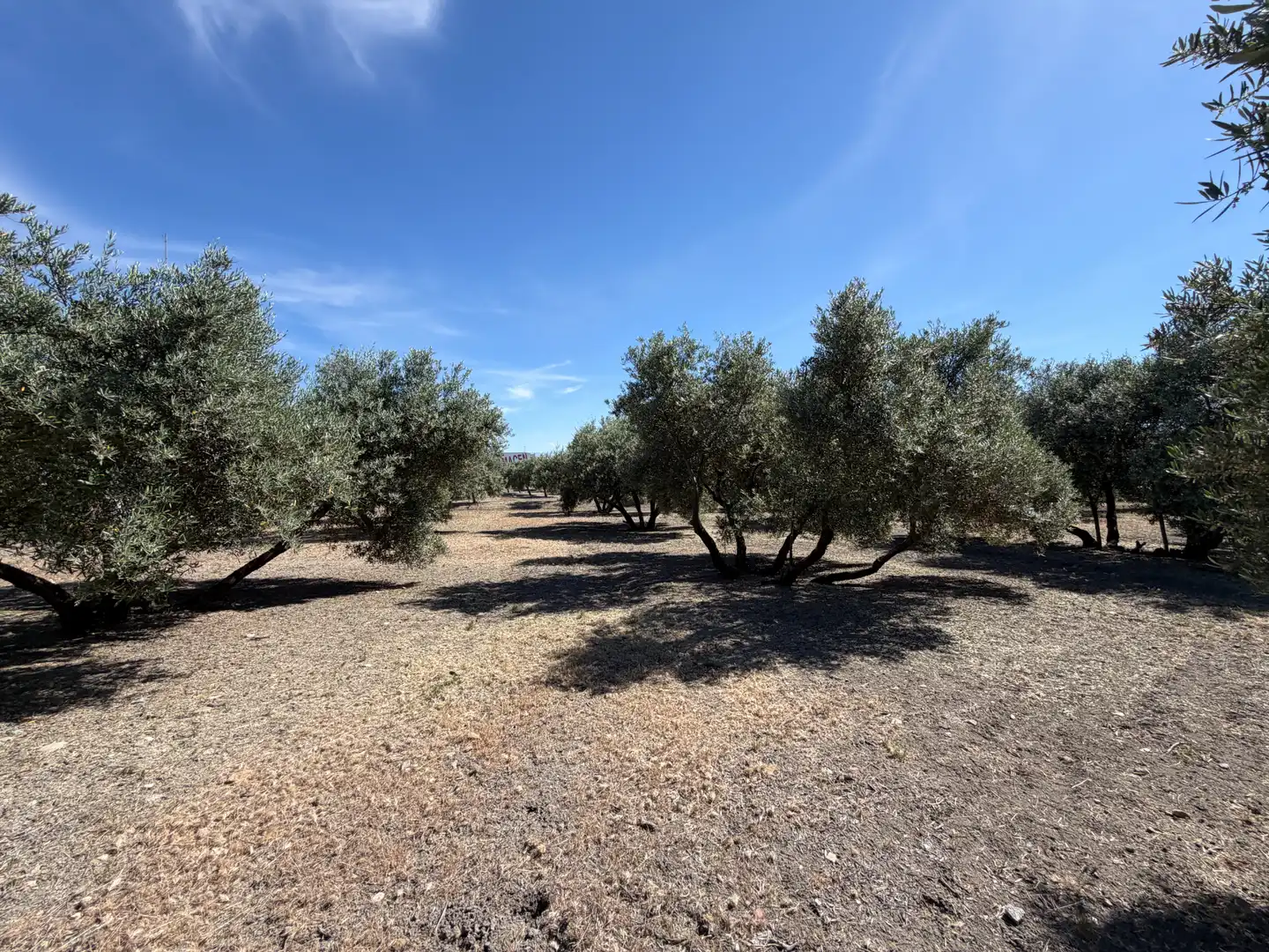 Terrenos y solares en venta en Carretera, imagen 9