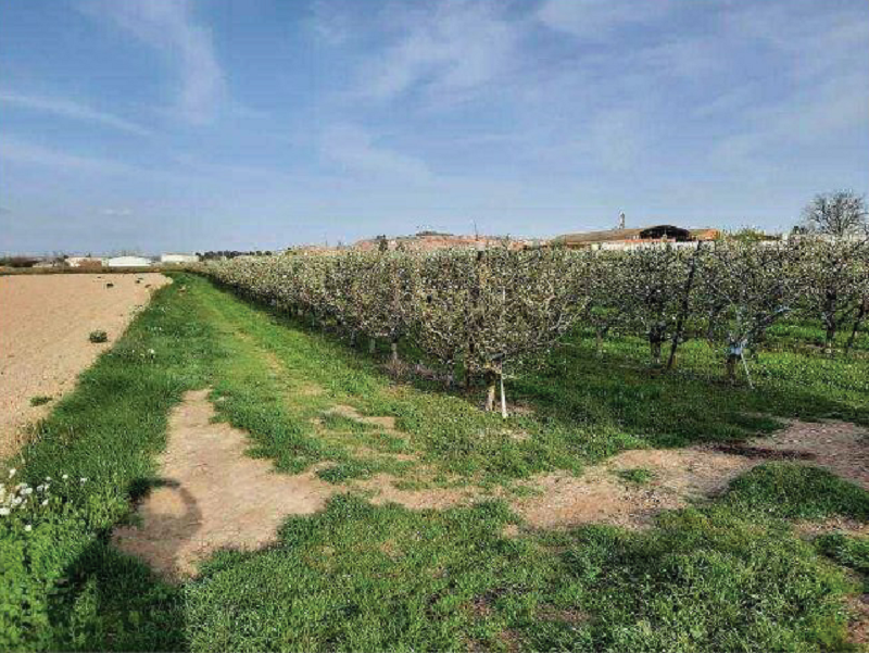 Terreny en venda en Alfaro