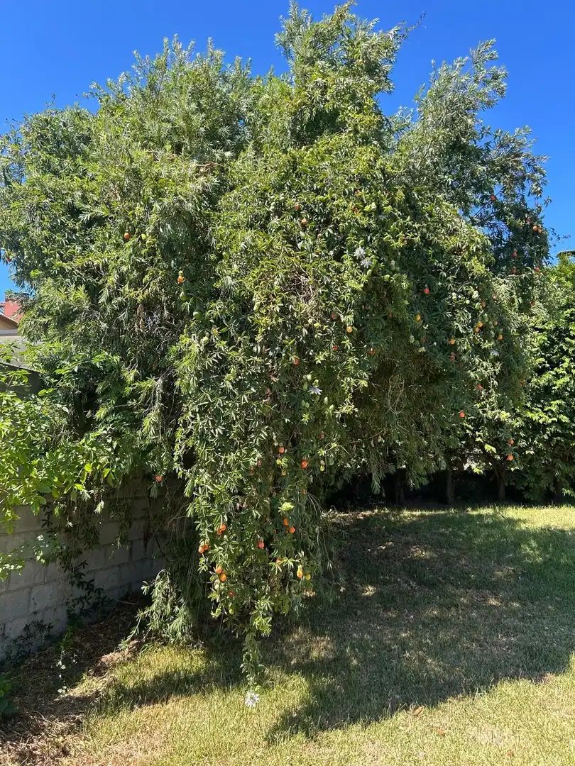 Jardí de Casa o xalet en venda en A Pobra do Caramiñal amb Moblat