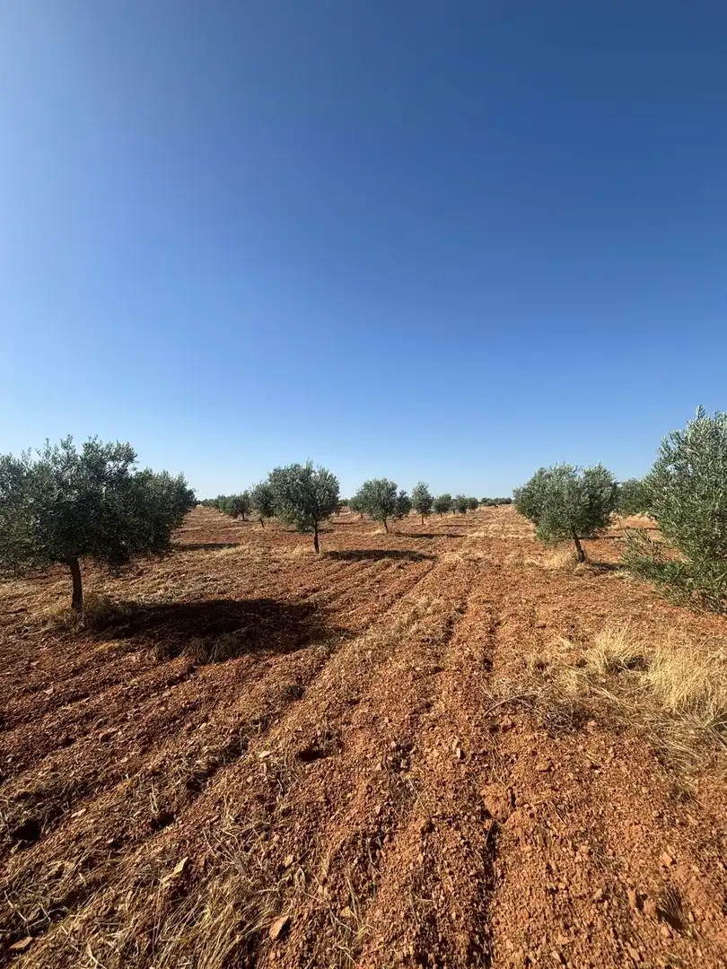Rural land for sale in Valdepeñas, imagen 11