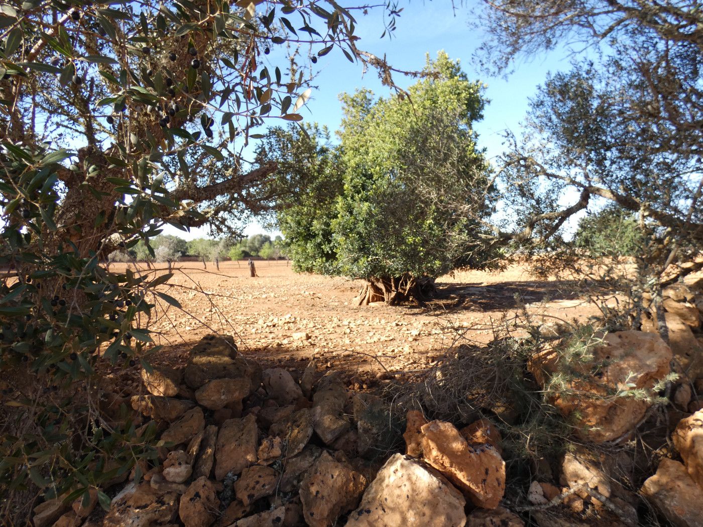 Finca rústica en venda en Llucmajor