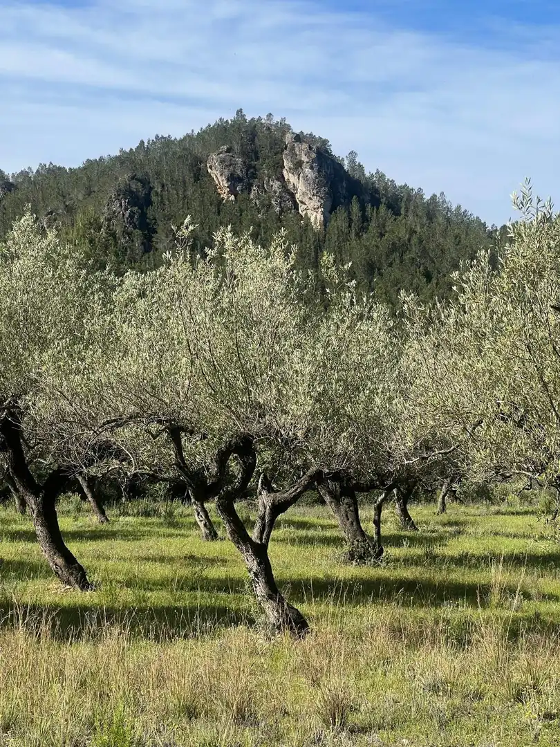 Maison rustique à vendre à Camino  Tivissa 51, imagen 32