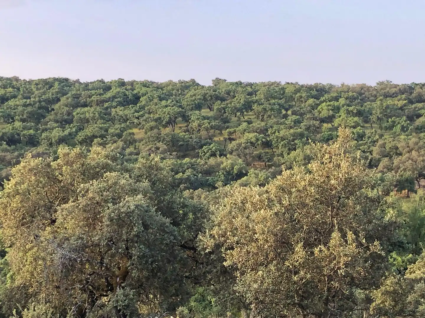 Terreno en venta en Sevilla