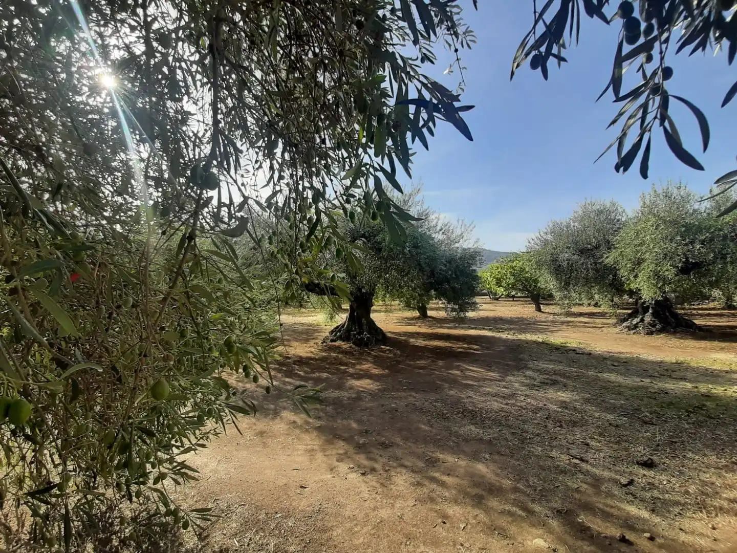 Terreni e lotti in vendita a Torre de Santa María, imagen 7