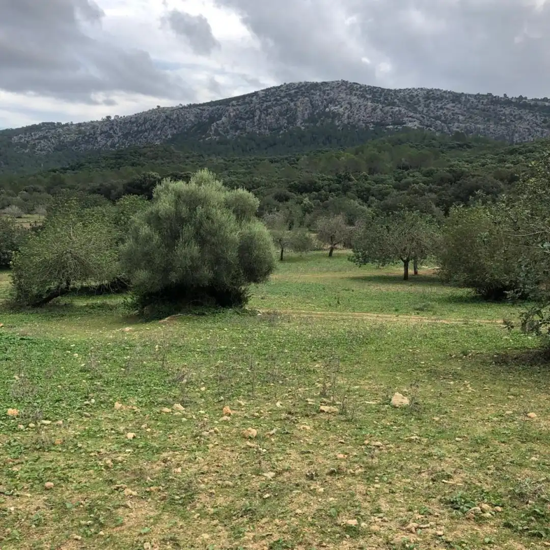 Casa o chalet en venta en Pollença