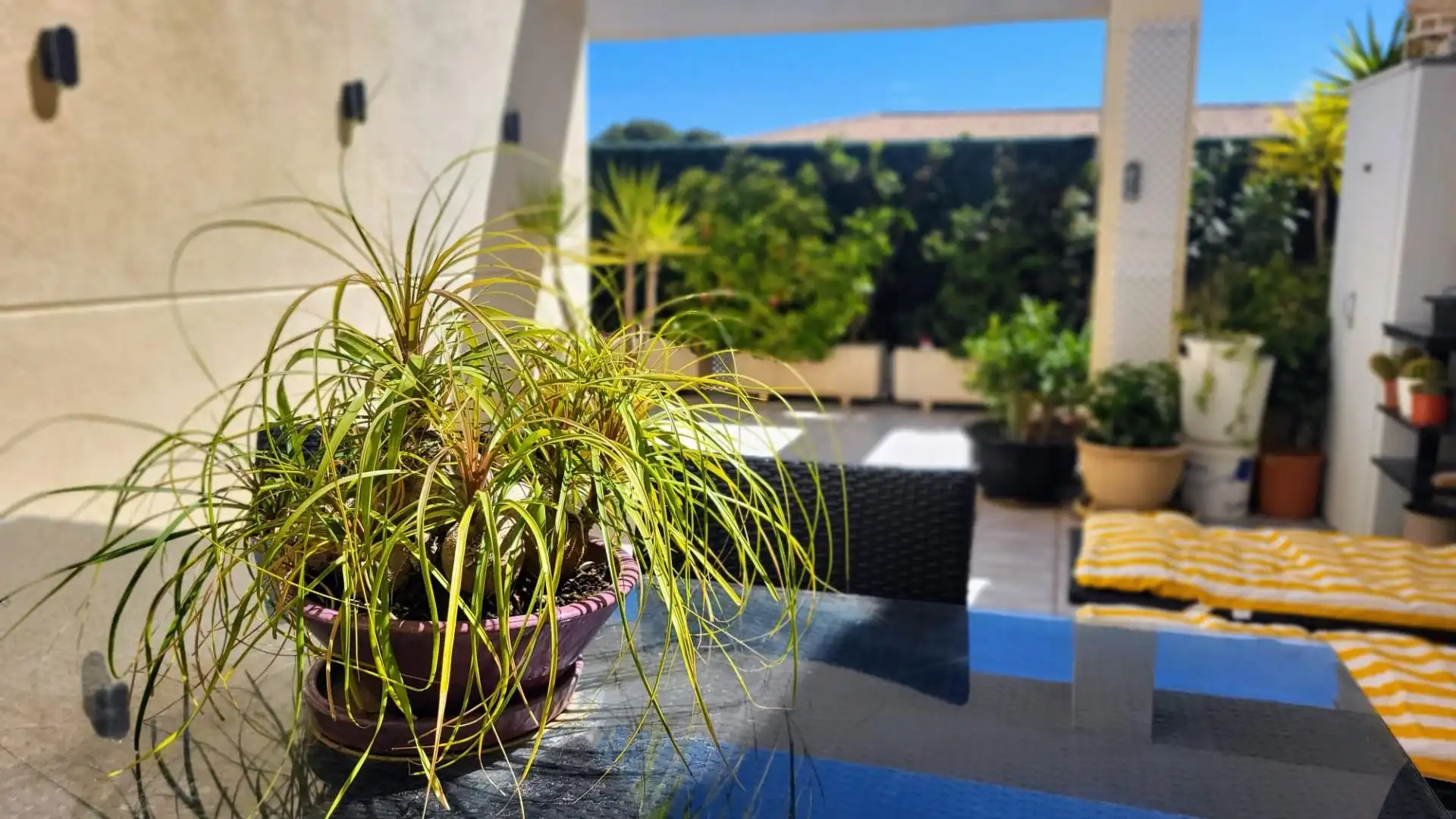 Penthouse mit Terrasse zum Verkauf in Calle Assagador de la Marjal, imagen 44
