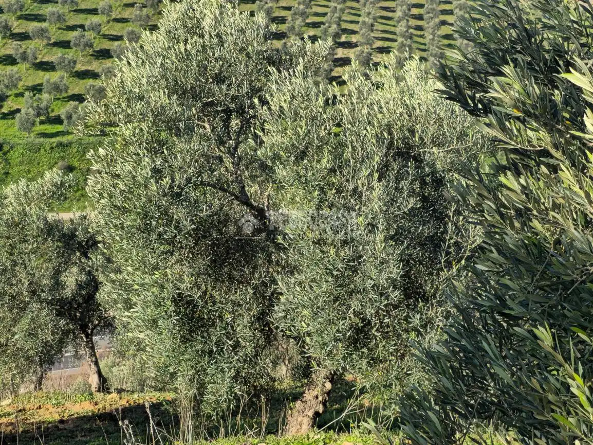 Jardín de Terreno en venta en El Coronil
