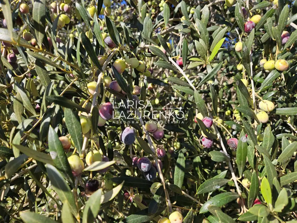 Jardí de Finca rústica en venda en Vinyols i els Arcs