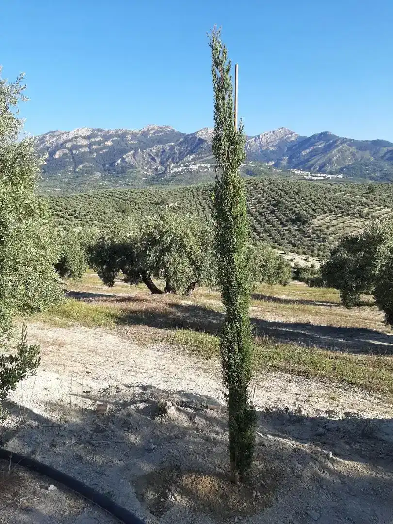 Finca rústica en venda en La Iruela
