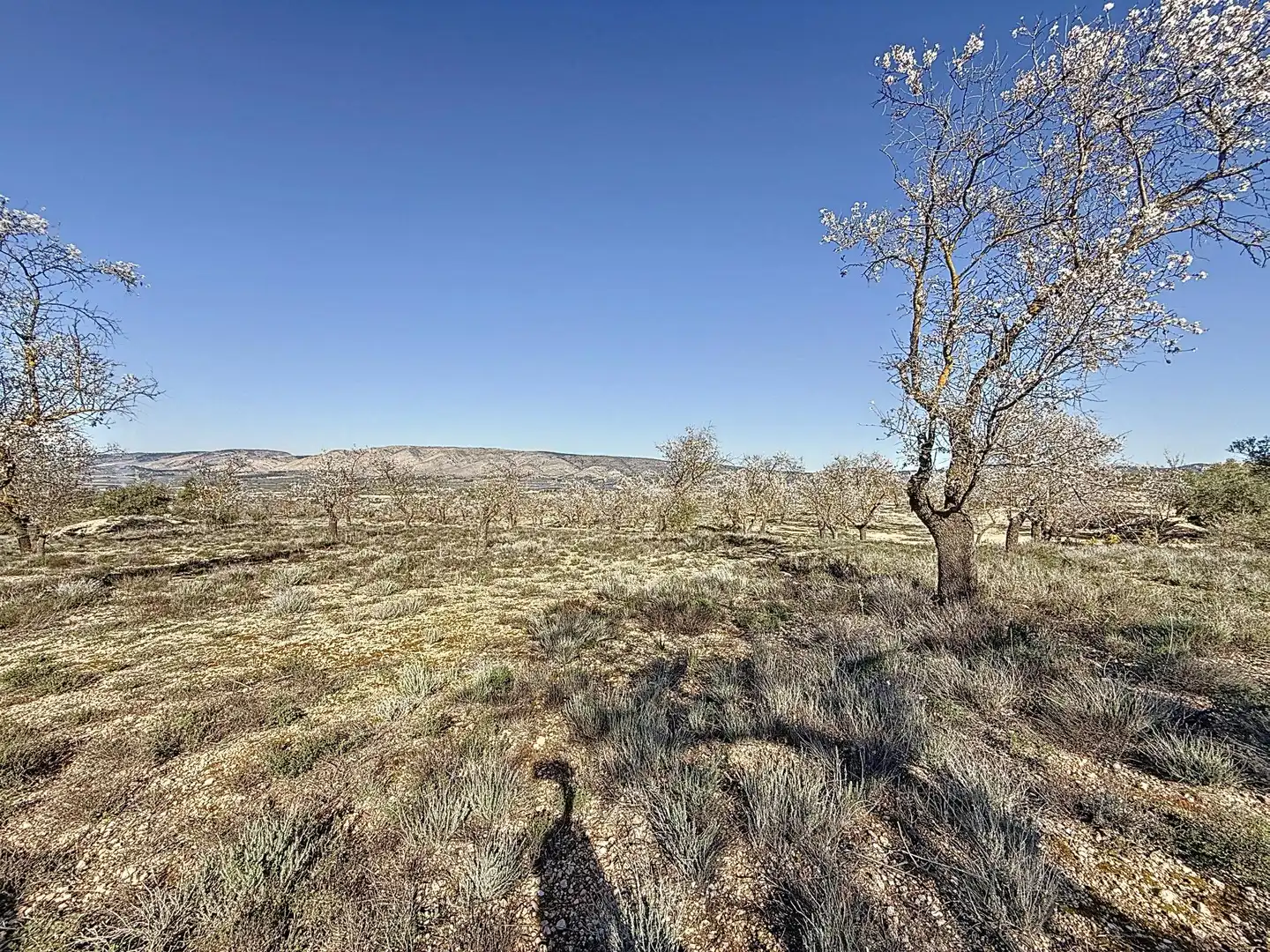 Terreno en venta en Biar
