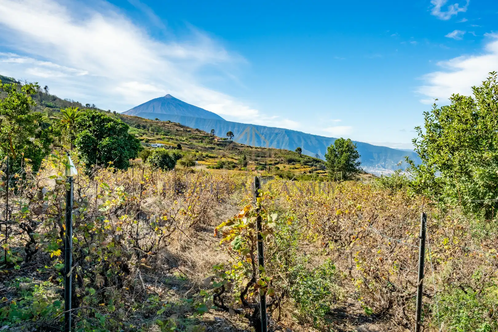 Finca rústica en venda en Santa Úrsula amb Terrassa