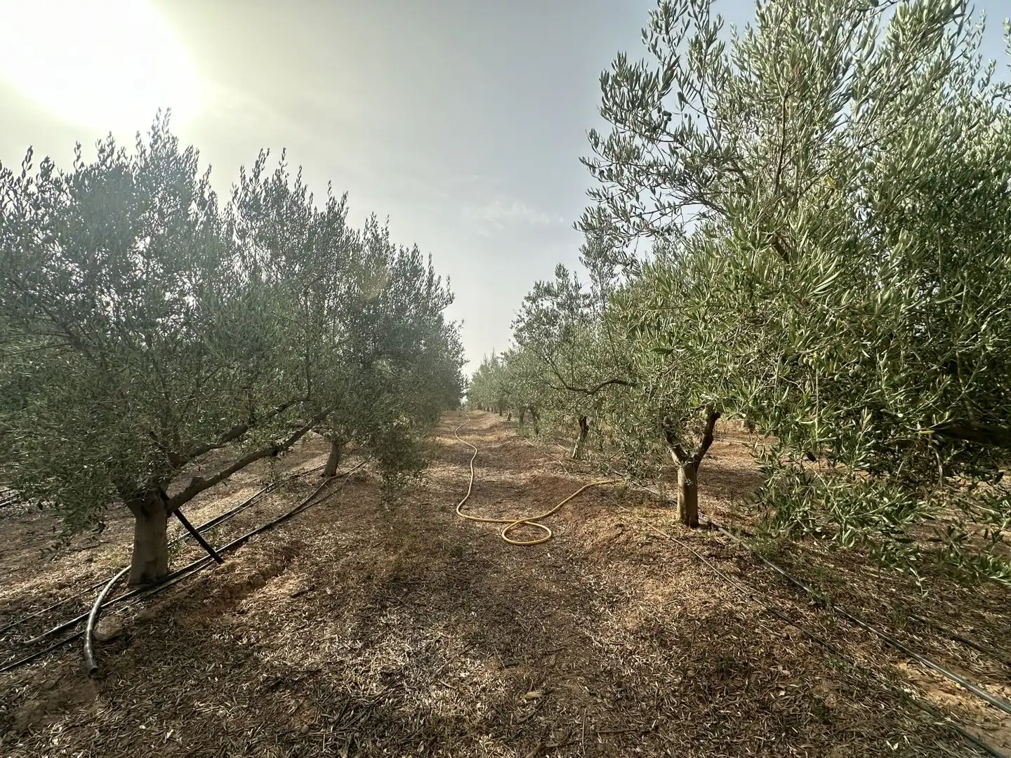 Casa o chalet en venta en Sot de Ferrer con Calefacción, Jardín privado y Terraza