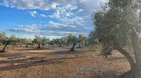 Finca rústica plana con pozo de agua., immagine 4
