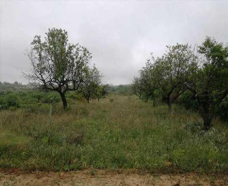 Terreny rústic en venda a Albocàsser, imagen 4