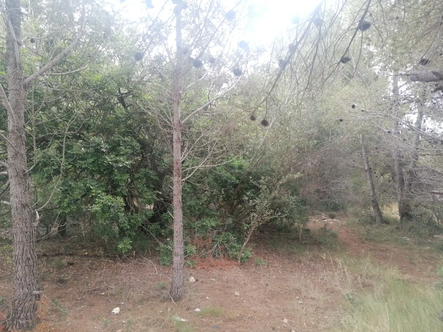 Wohnbaugrundstück zum Verkauf in Carrer Felip Pedrell 3, imagen 5