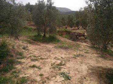 Terreno rustico in vendita a Camino de la Dehesa