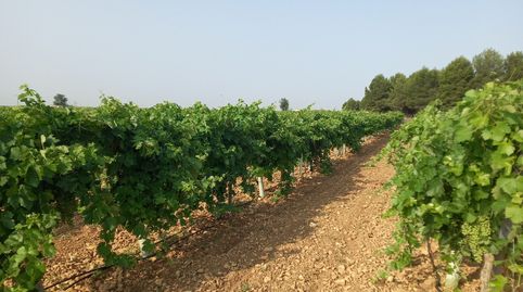 Finca De 9,5 Has De Viña Espaldera Airen En Tomelloso Carretera Ossa, immagine 2