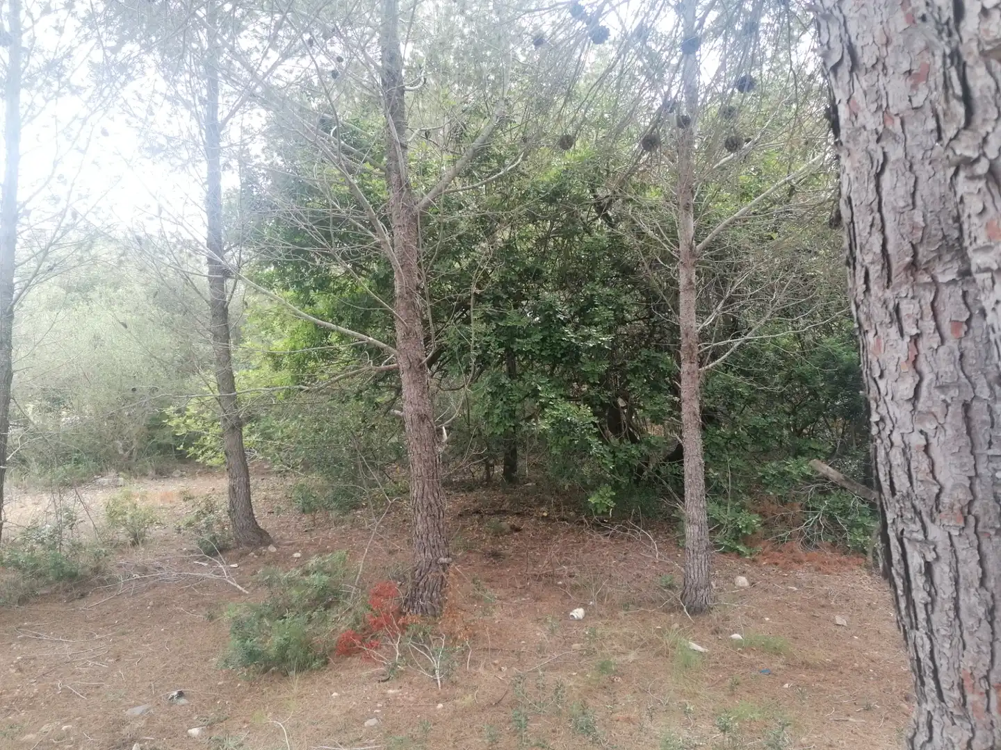 Wohnbaugrundstück zum Verkauf in Carrer Felip Pedrell 3, imagen 4