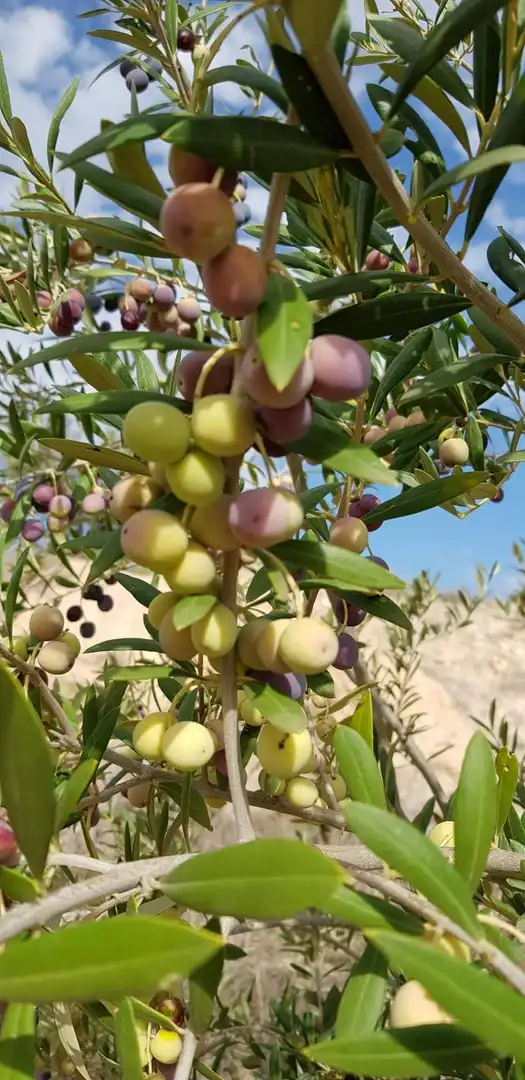 Jardín de Finca rústica en venta en Aigües con Jardín privado
