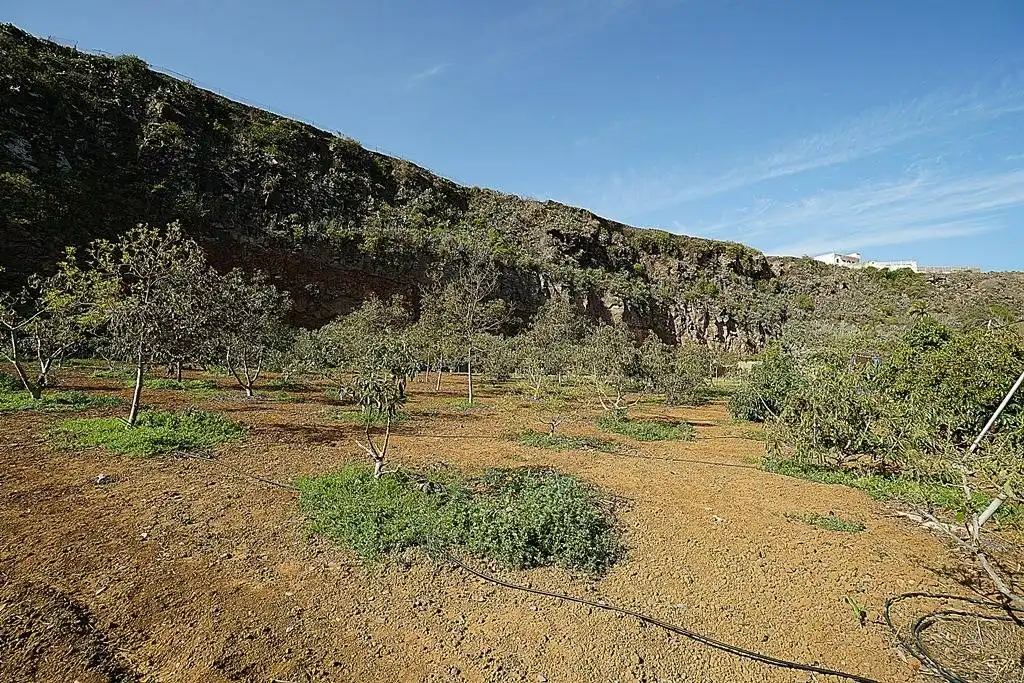 Finca rústica en venta en Camino DEHESA, 10, Santa María de Guía de Gran Canaria