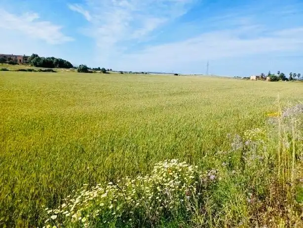 Terreno en venta en Manacor Centre