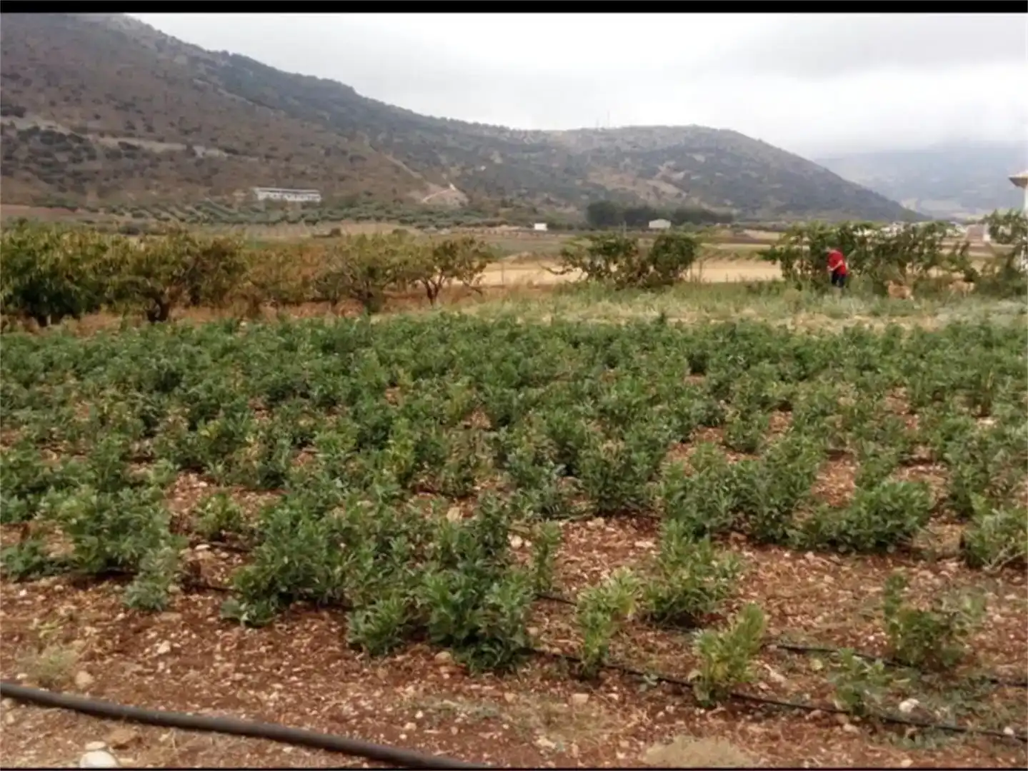 Land for sale in Alfarnate