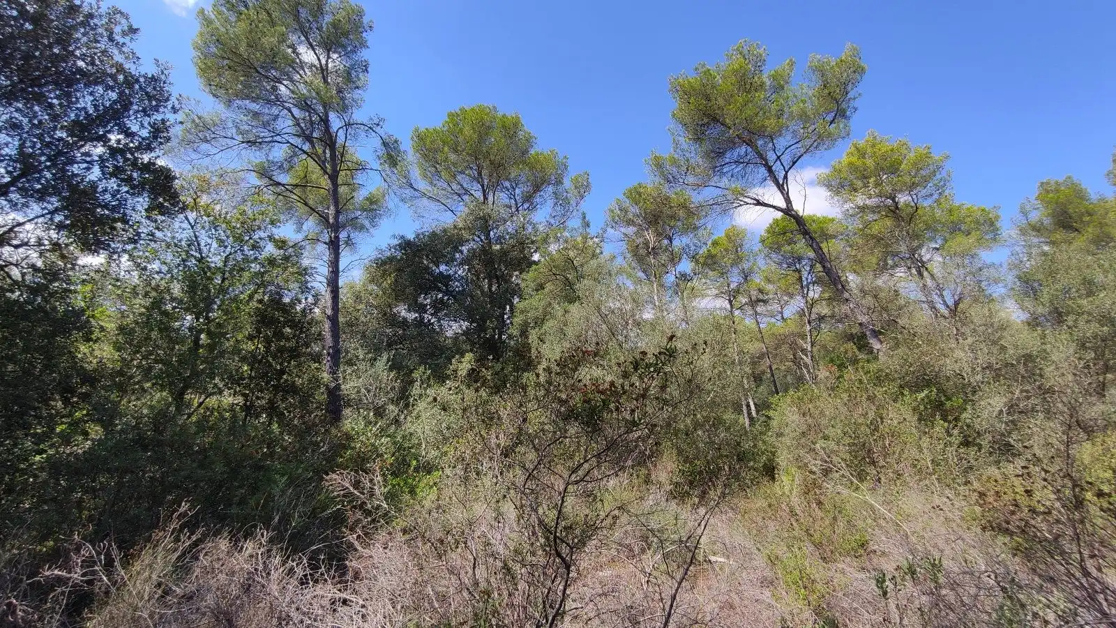 Rural land for sale in Sa Pobla, imagen 17