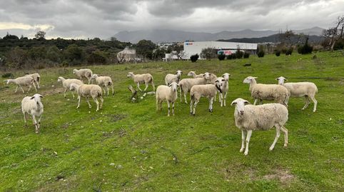 Foto 4 de Casa o chalet en venta en Cancelada, Estepona