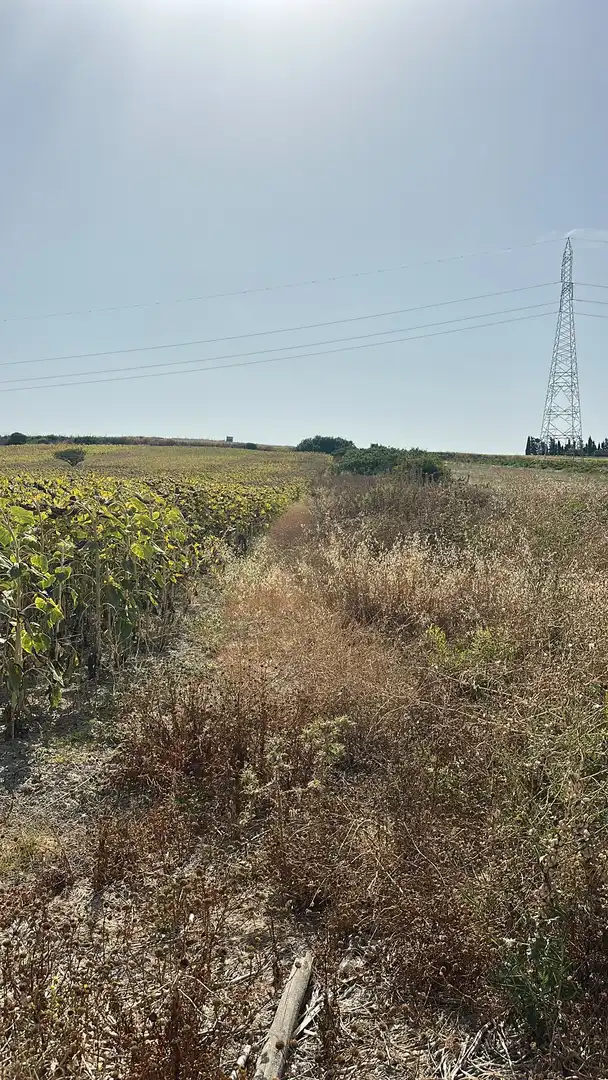 Rural land for sale in Los Franceses – La Vega, imagen 4